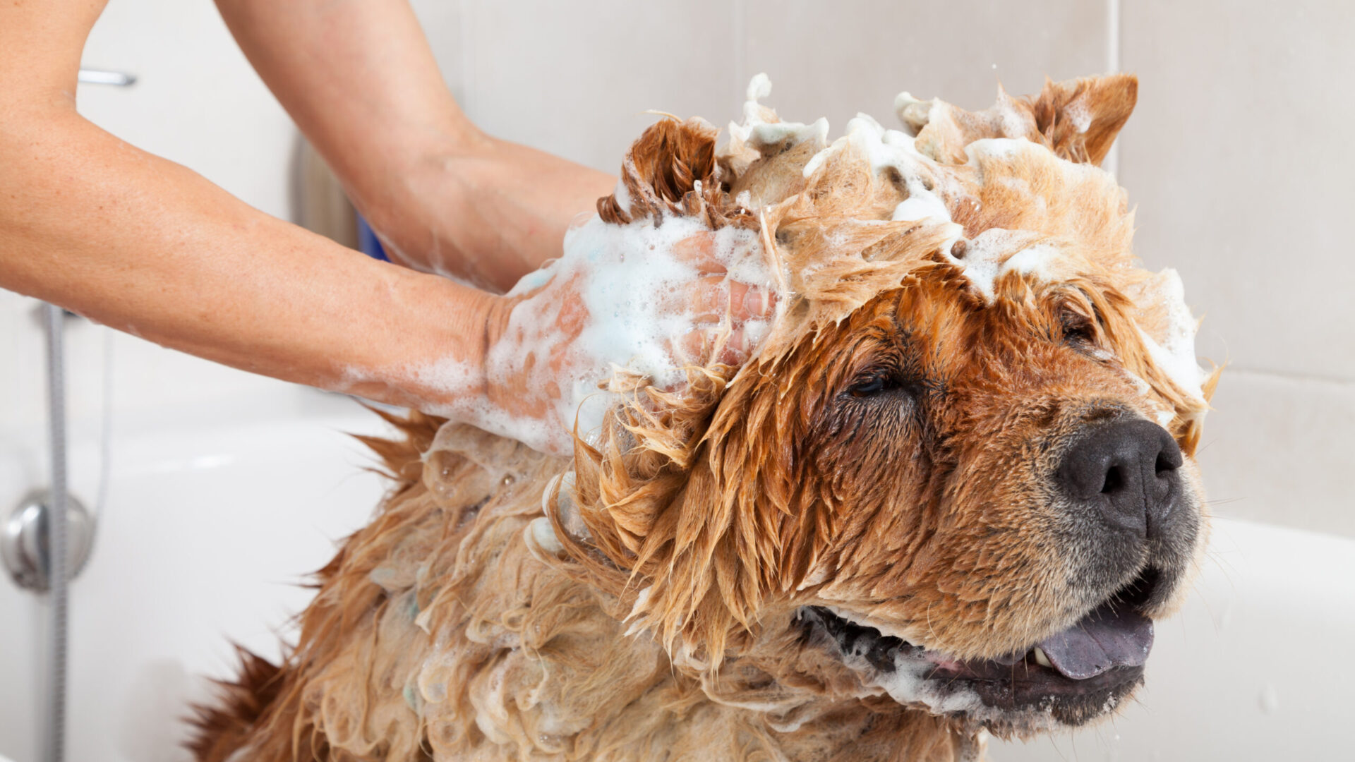 dog being shampooed
