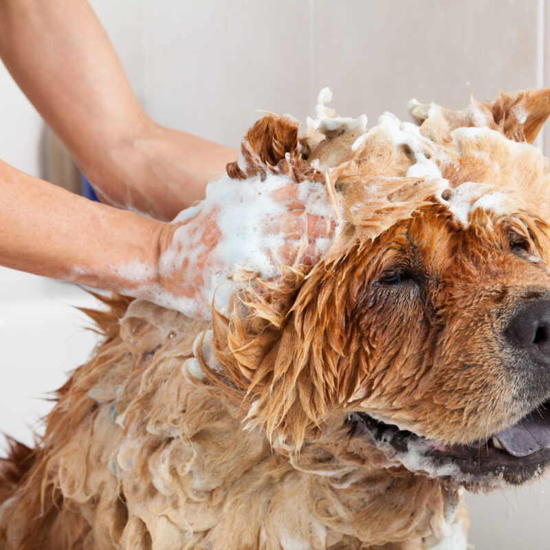 dog being shampooed