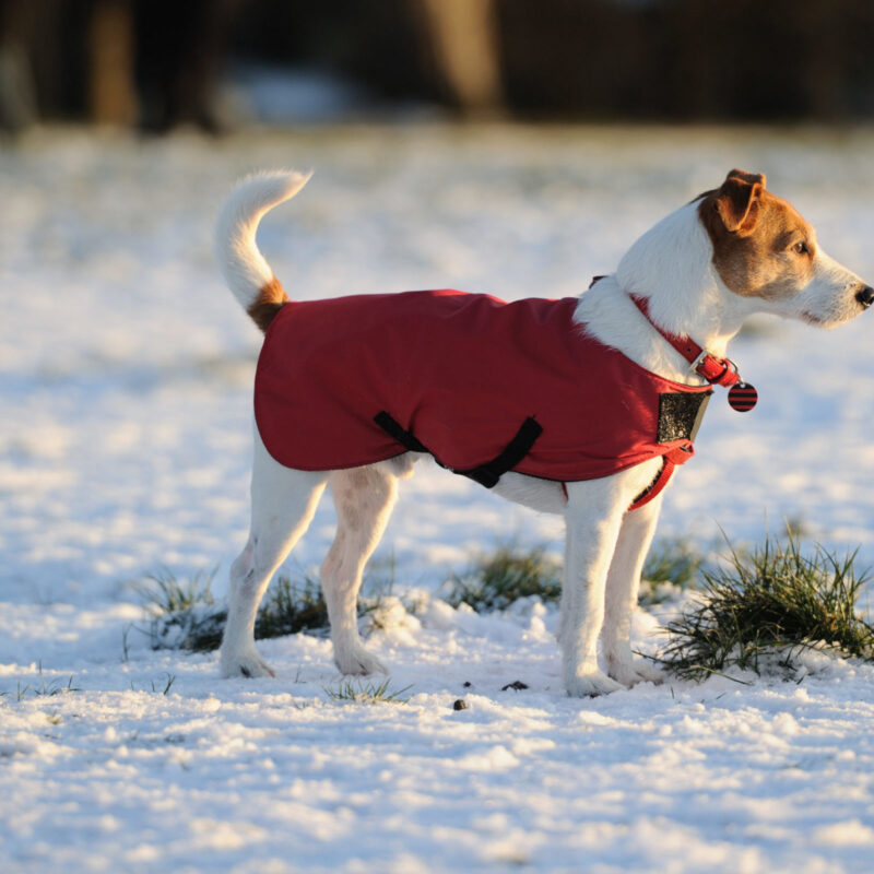 Winter Care Tips for Your Dog