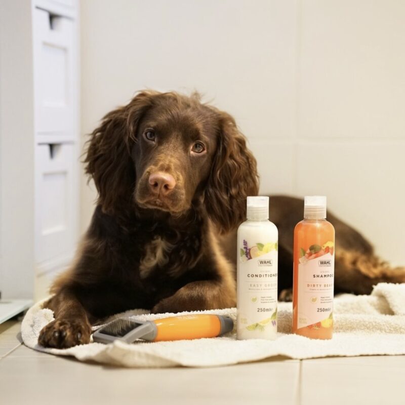 dog sitting next to cleaning products