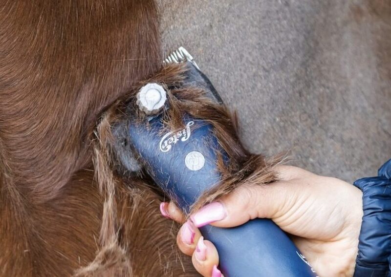 trimming horse hair