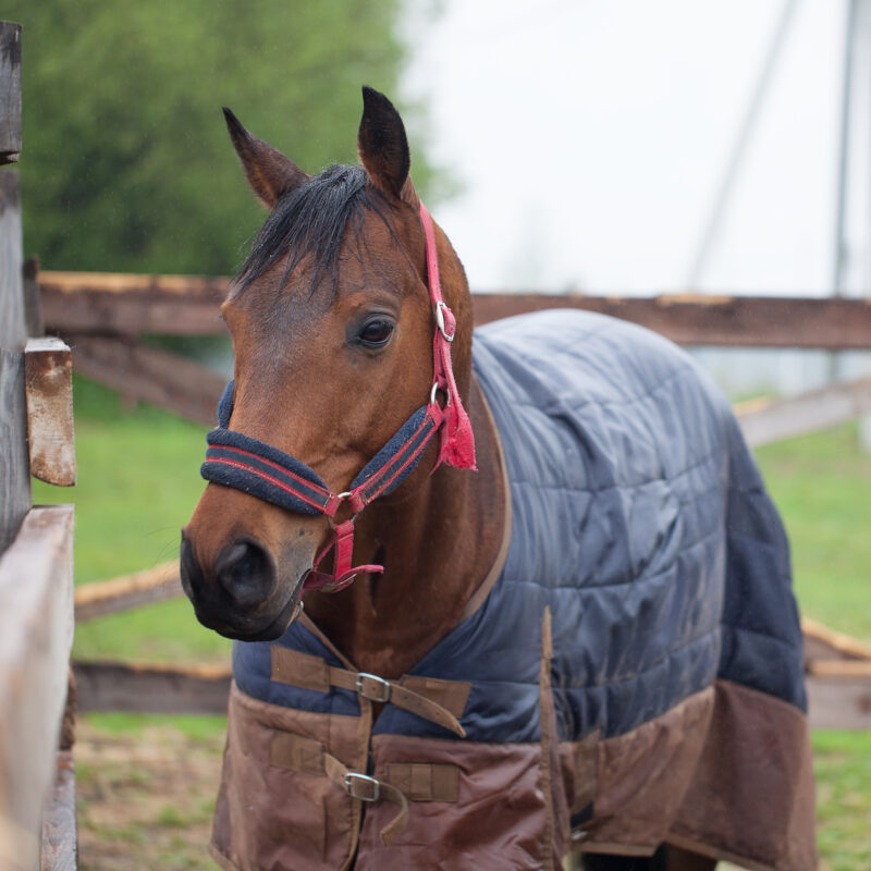 equine blanket