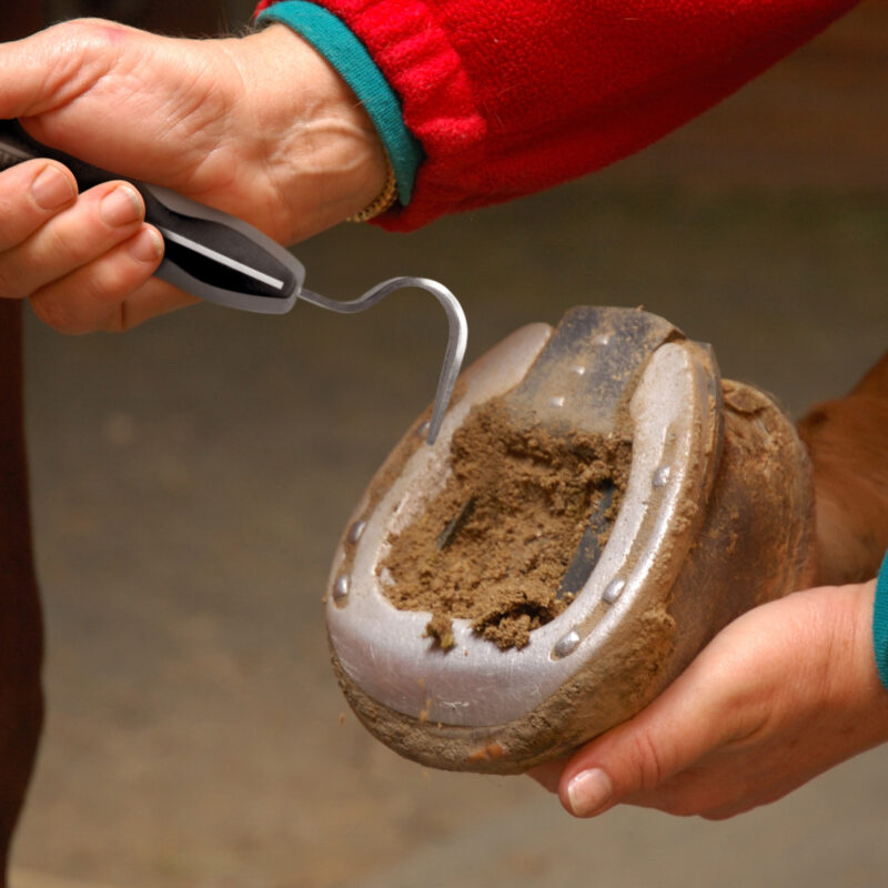 hoof pick